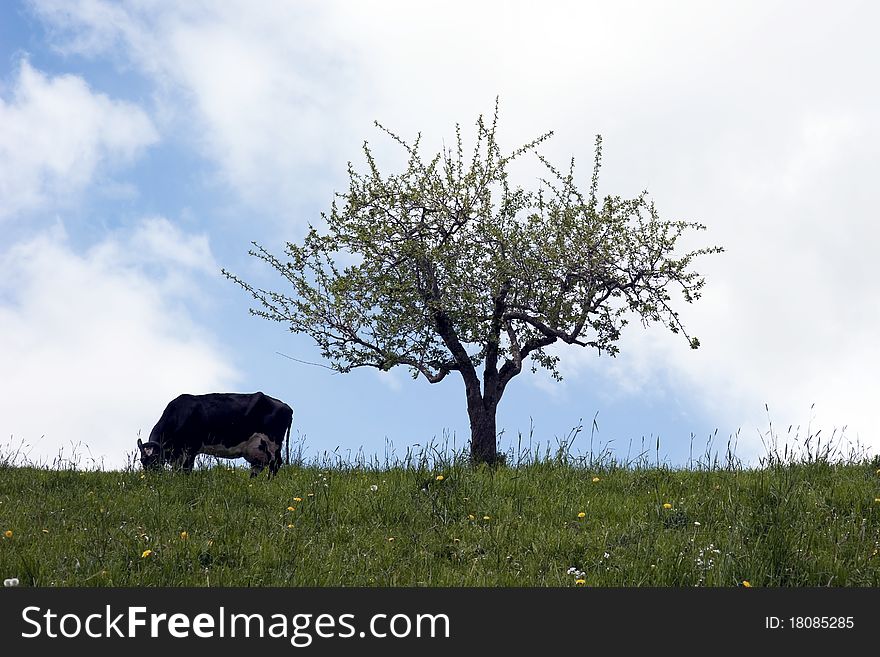 Cow grazing against cloudy blue sky. Cow grazing against cloudy blue sky