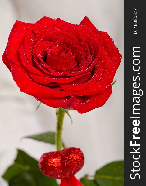 Man hand holding one red rose