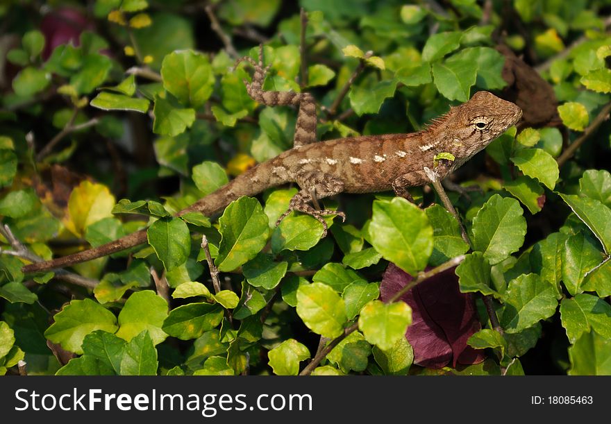 Lizard on the leaves of the bush. Thailand.