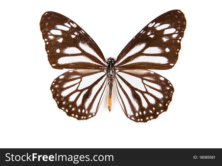 Black and white Butterfly Danaus melanipus isolated on white background