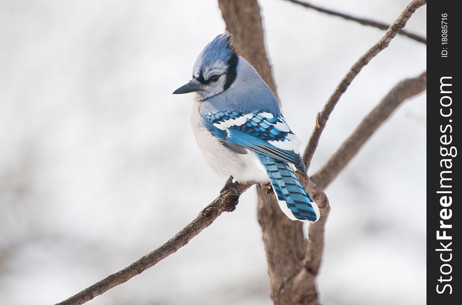 Single blue and white blue jay (Cyanocitta cristata) sits on isolated tree branch. Single blue and white blue jay (Cyanocitta cristata) sits on isolated tree branch