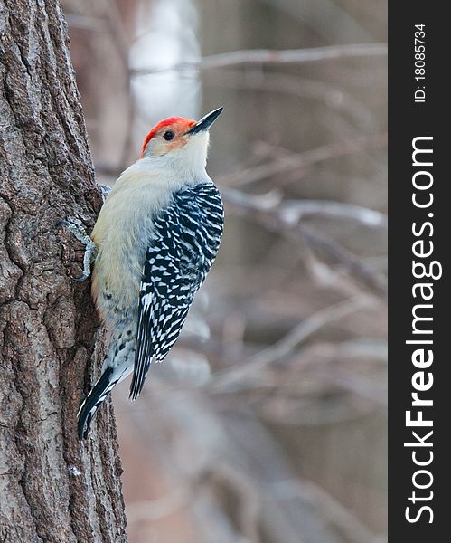 Red Bellied Woodpecker Sitting On A Tree