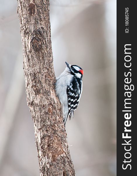 Downy Woodpecker Sits On The Tree Trunk