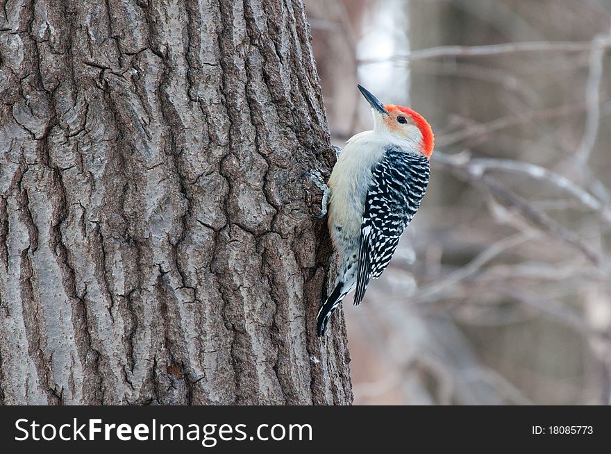 Red bellied woodpecker (Melanerpes carolinus) sits on a tree in the park. Red bellied woodpecker (Melanerpes carolinus) sits on a tree in the park