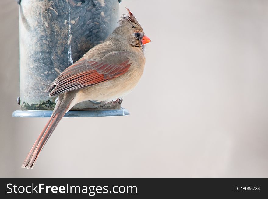 Female cardinal (Cardinalis cardinalis) sits on sunflower seeds filled bird feeder. Female cardinal (Cardinalis cardinalis) sits on sunflower seeds filled bird feeder