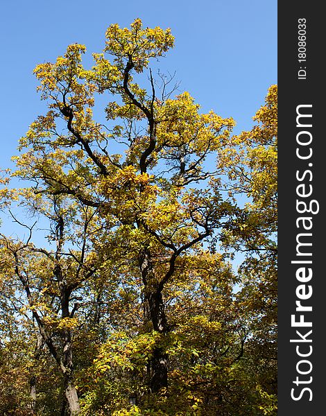 The Colorful autumn tree in the forest