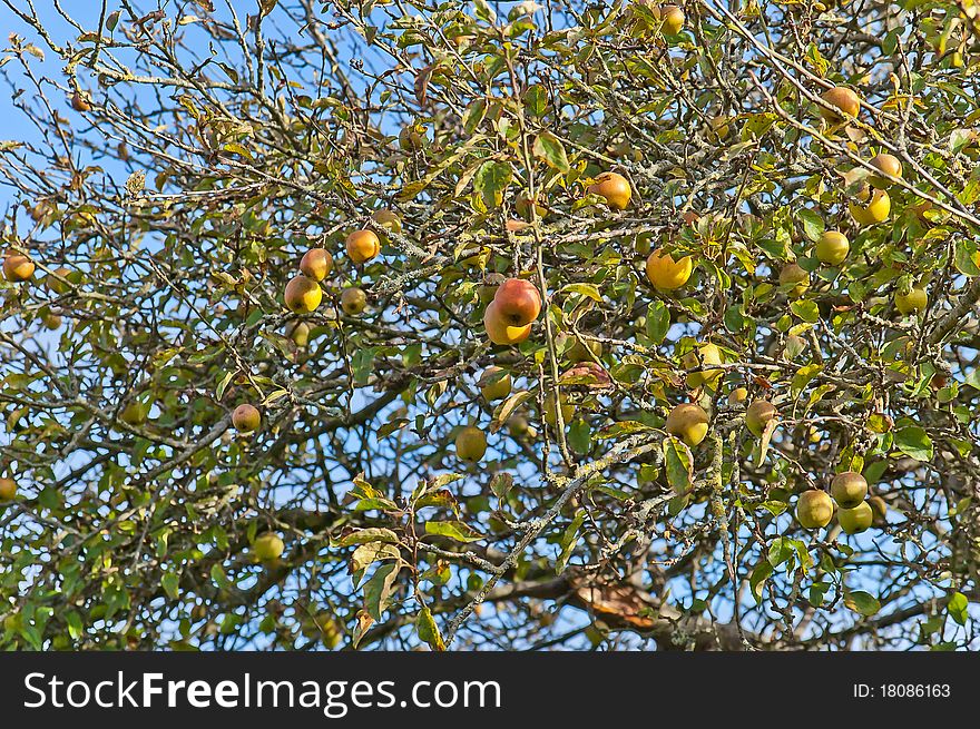 Apples in Autumn. Pictured at Castleward, Irealnd.