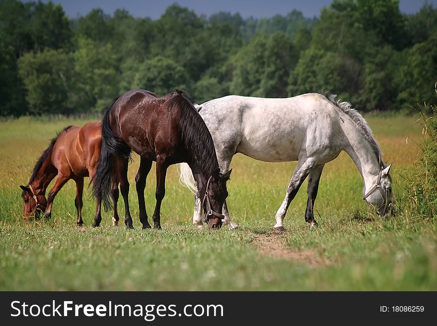 Three horses in a field