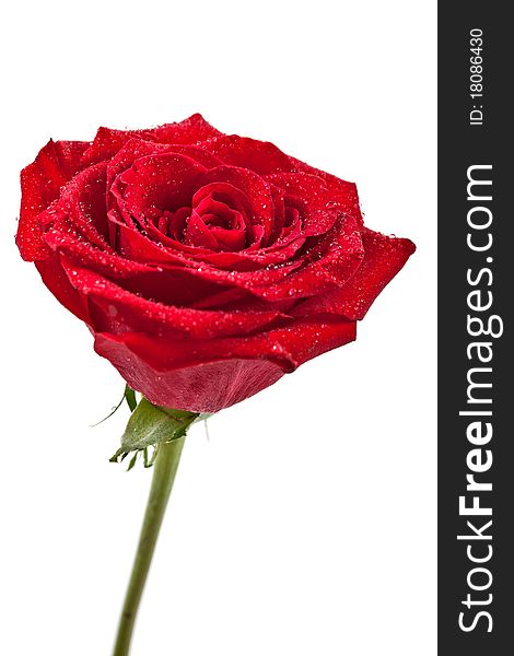 Macro image of dark red rose with water droplets.