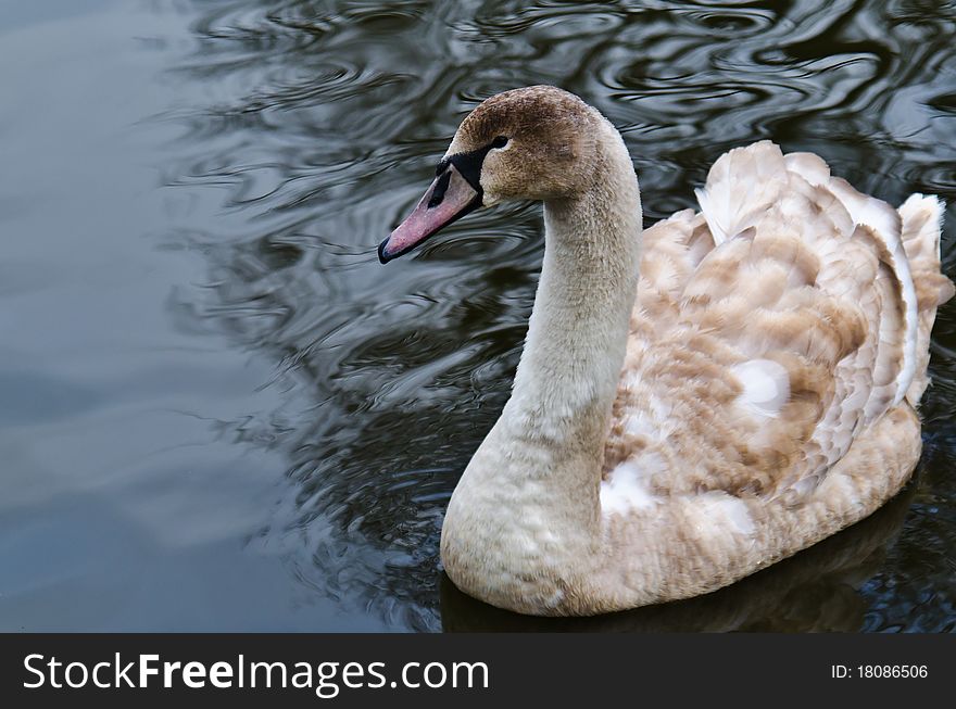 Signet Swan on a stoll pond