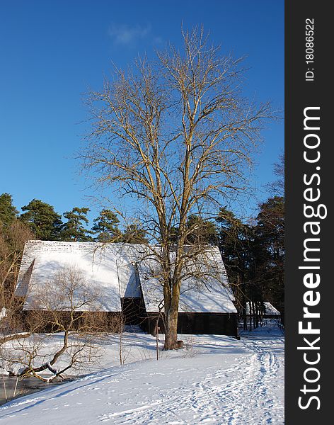 Old aspen tree at the house