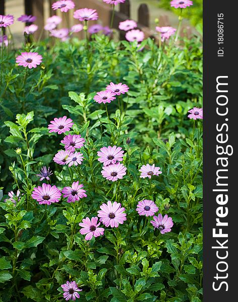 Purple African Daisies in the Garden. Purple African Daisies in the Garden.