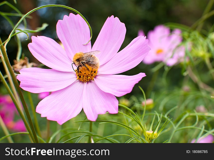 Bee gathering a beautiful purple flower. Bee gathering a beautiful purple flower