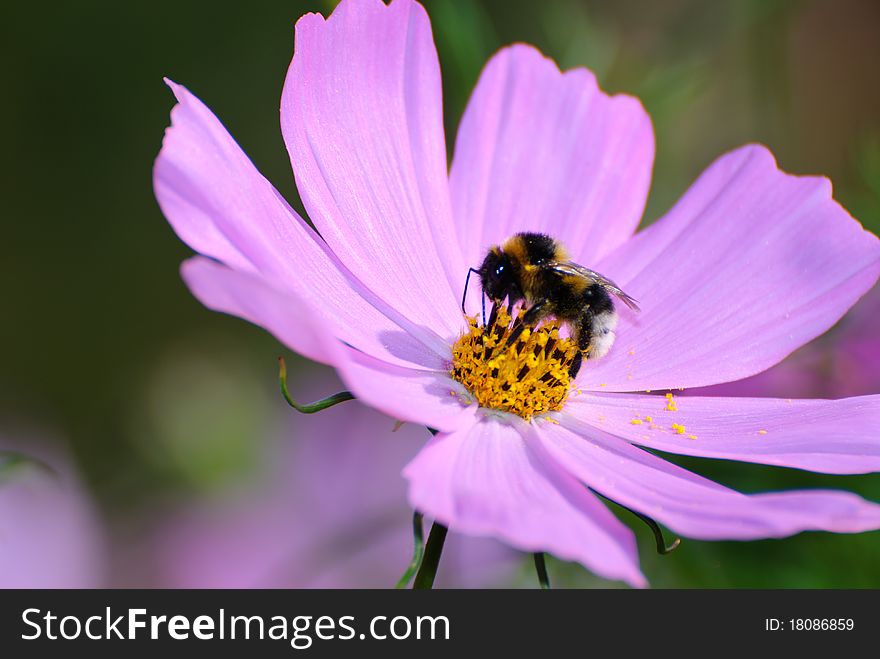 Bee gathering a beautiful purple flower. Bee gathering a beautiful purple flower