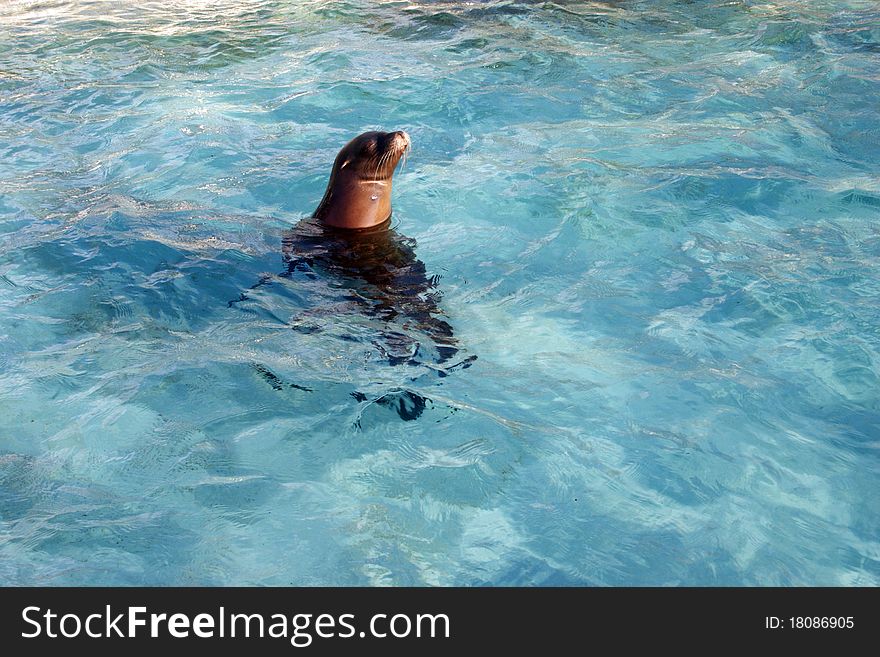 The sea lion sleeps having put out a head from water. The sea lion sleeps having put out a head from water