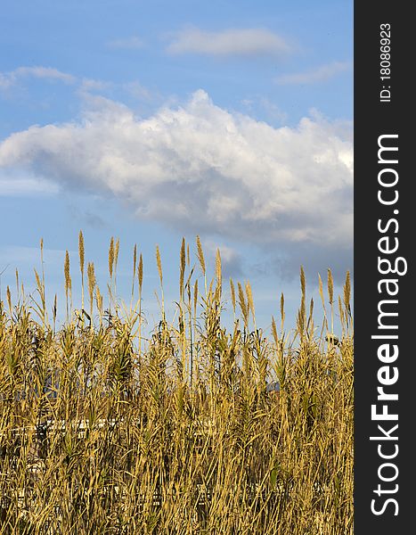 Reeds with blue sky and clouds