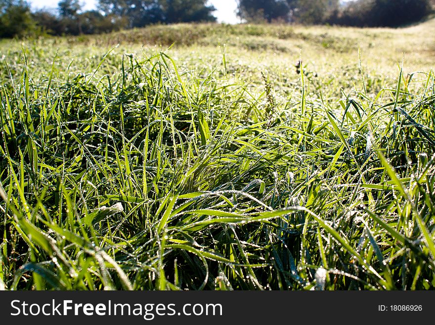 Dewy grass in the early morning