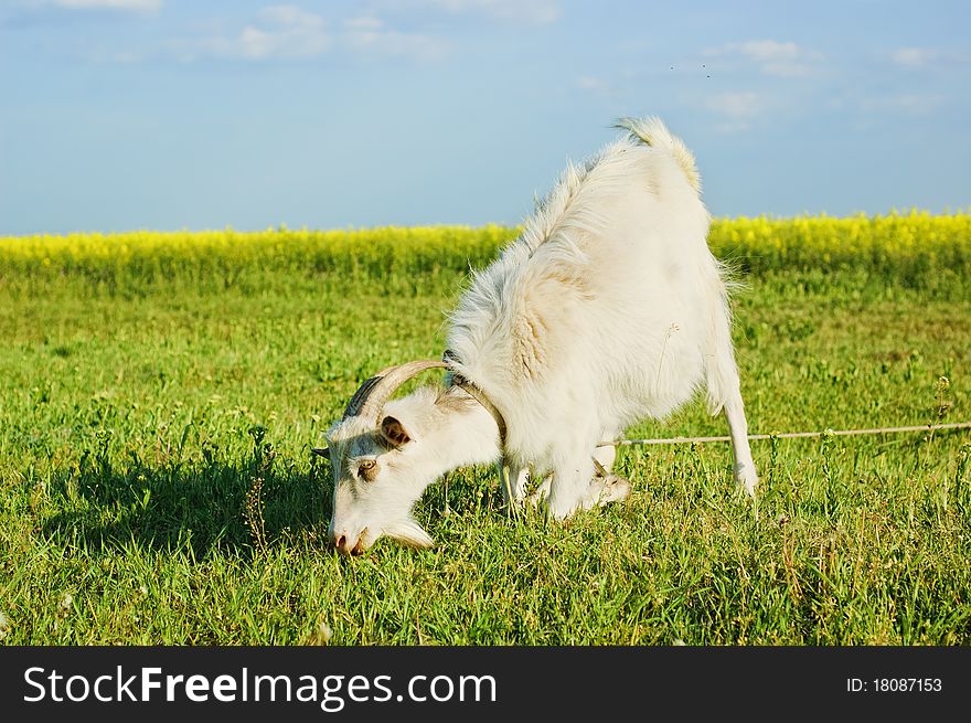 Tethered goat grazing on a meadow