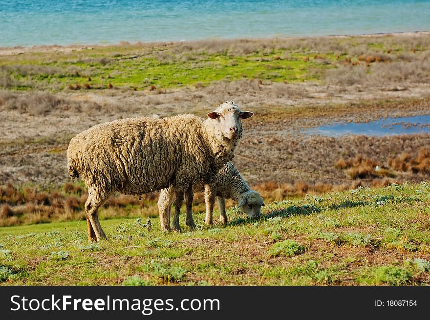 A sheep with a lamb grazing on a meadow near the water reservoir. A sheep with a lamb grazing on a meadow near the water reservoir