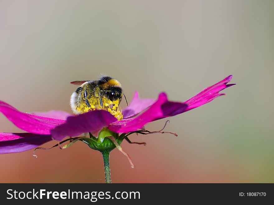 Bee gathering a beautiful purple flower. Bee gathering a beautiful purple flower