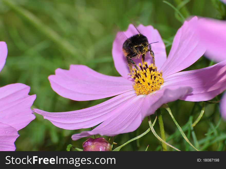 Bee gathering with wings in movements. Bee gathering with wings in movements