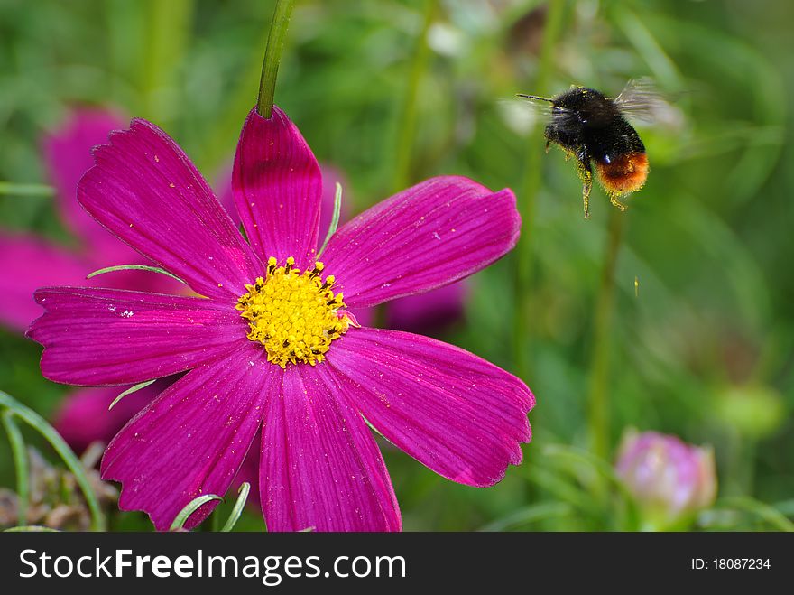 Bee flying towards a beautiful flower to be gathered