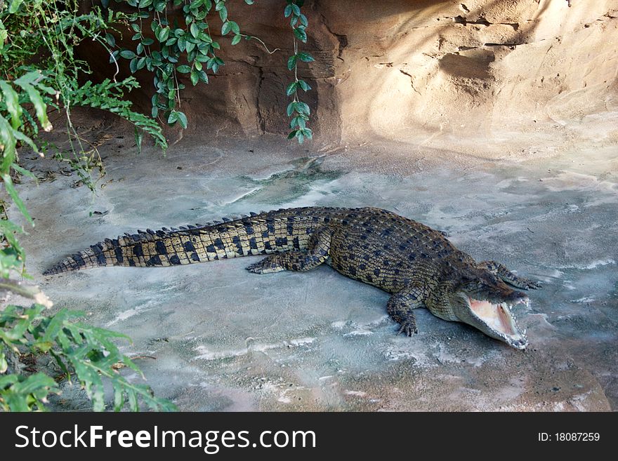 Sleeping crocodile in the river