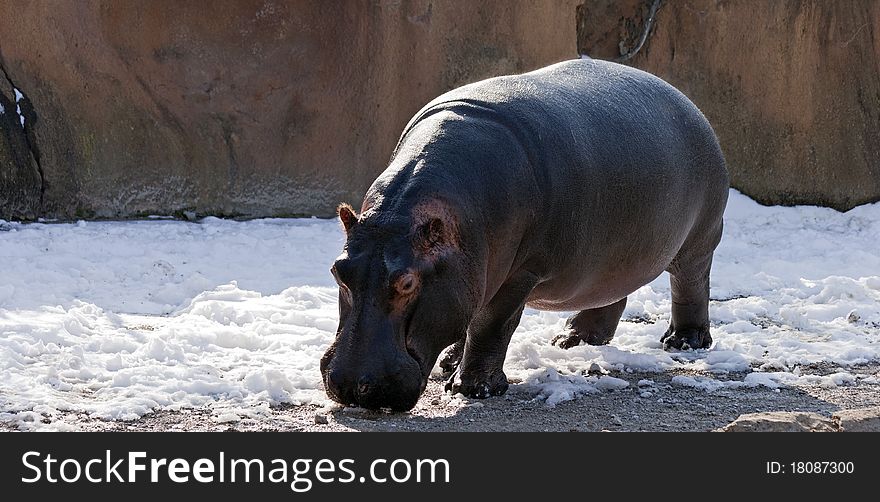 A hippopotamus walking in the snow. A hippopotamus walking in the snow
