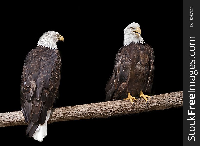 Two bald eagles sitting on a branch with a black background. Two bald eagles sitting on a branch with a black background