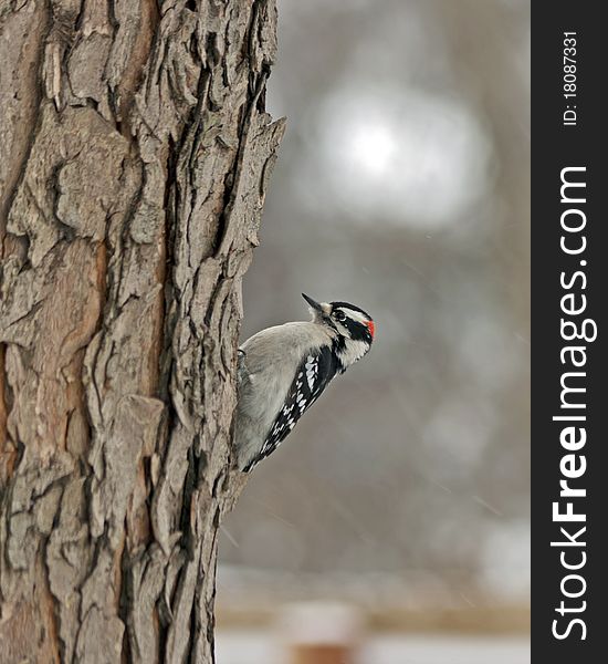 Woodpecker on the side of a tree in snow storm