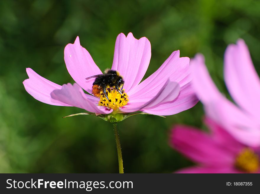 Bee gathering a purple flower. Bee gathering a purple flower