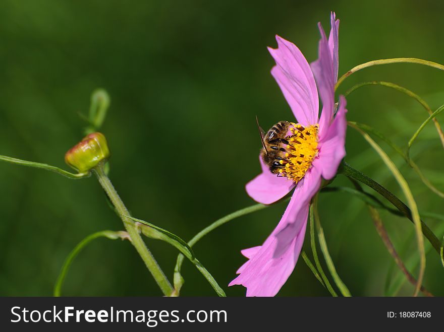 Wasp gathering a purple flower. Wasp gathering a purple flower