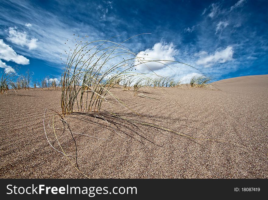 Sand And Desert Plants