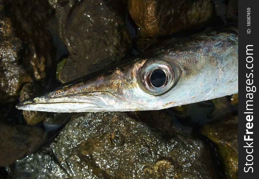 Barracuda fish in the gulf of la spezia,italy