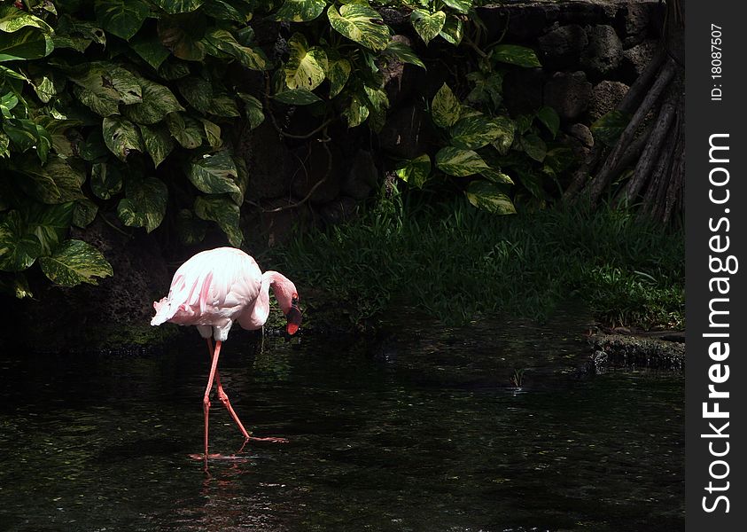 Pink flamingo feeding in lake