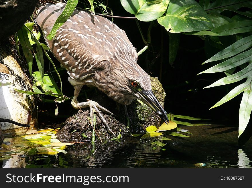 Juvenile black crown night heron