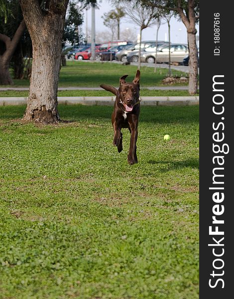 Chocolate labrador running on the grass