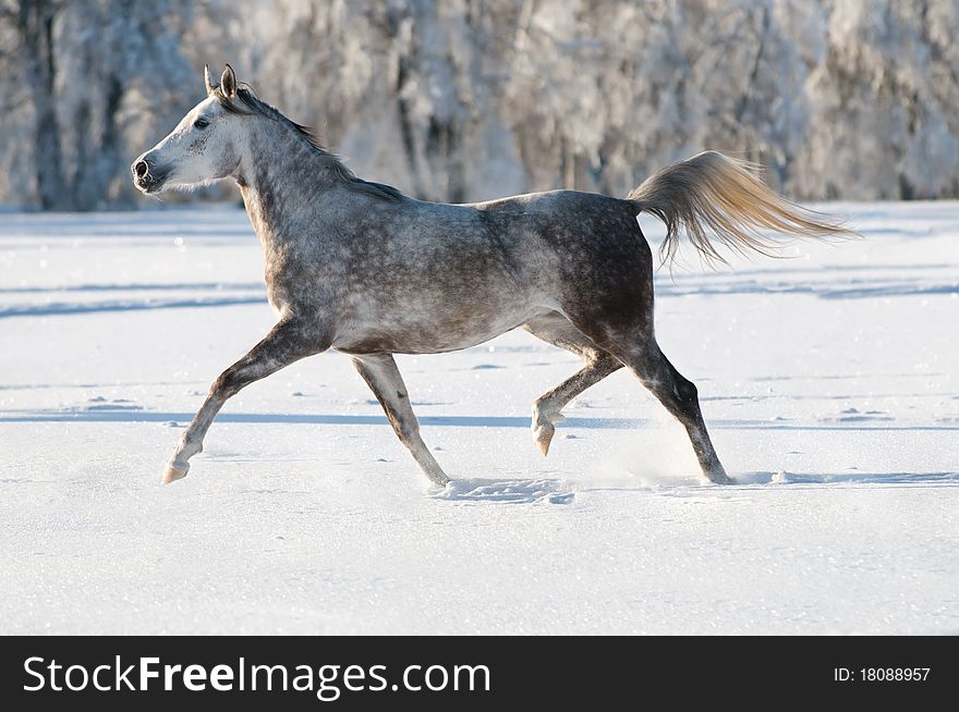 White arabian horse runs in winter