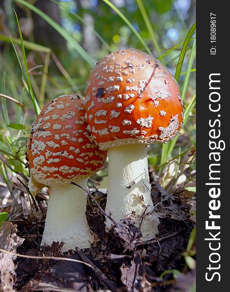 Two Red Fly Agaric