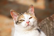 Curious Domestic Cat Royalty Free Stock Images