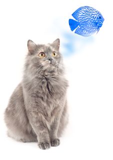 Gray Cat. Royalty Free Stock Images Gray Cat. Royalty Free Stock Images