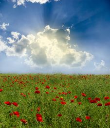 Poppy Red Royalty Free Stock Photo Poppy Red Royalty Free Stock Photo