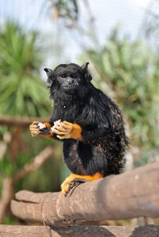 Red-Handed Tamarin Stock Photo