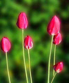 Six Red Tulips Royalty Free Stock Photo
