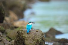 Collared Kingfisher Staring Royalty Free Stock Images Collared Kingfisher Staring Royalty Free Stock Images
