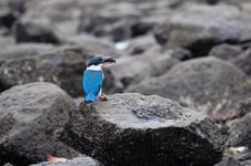 Collared Kingfisher With Hairy Crab In Its Beak Stock Photography Collared Kingfisher With Hairy Crab In Its Beak Stock Photography