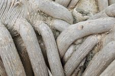 Ancient Tree Roots Stock Photos Ancient Tree Roots Stock Photos