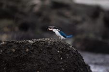 Feeding Collared Kingfisher Tossing Shrimp Royalty Free Stock Photo Feeding Collared Kingfisher Tossing Shrimp Royalty Free Stock Photo