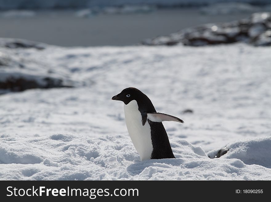 Adelie Penguin In Snow