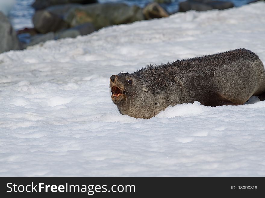 A fur seal growling from the snow